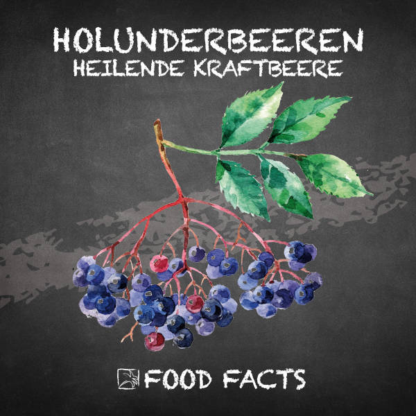 Holunderbeeren Food Fact 