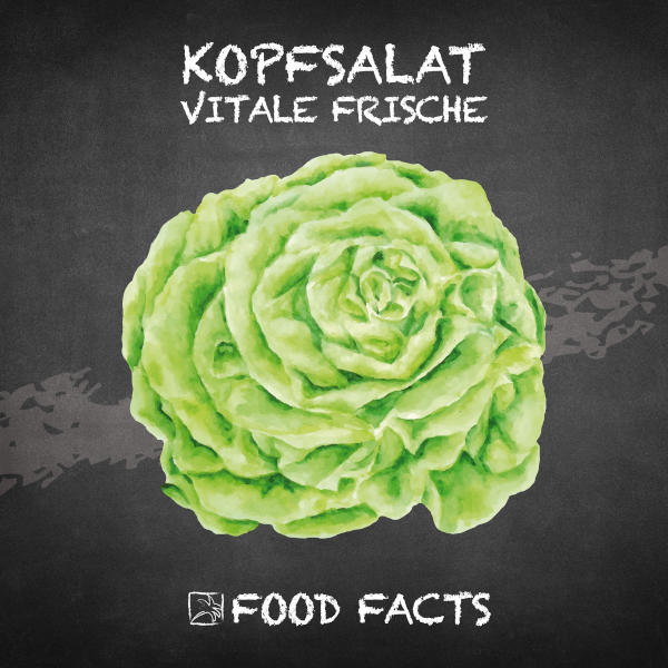 Kopfsalat Food Fact