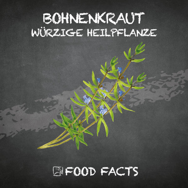 Bohnenkraut Food Fact
