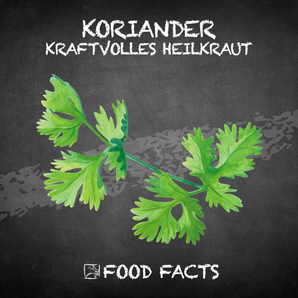 Koriander Food Fact