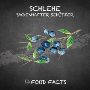 Früchte – Schlehe Thumbnail