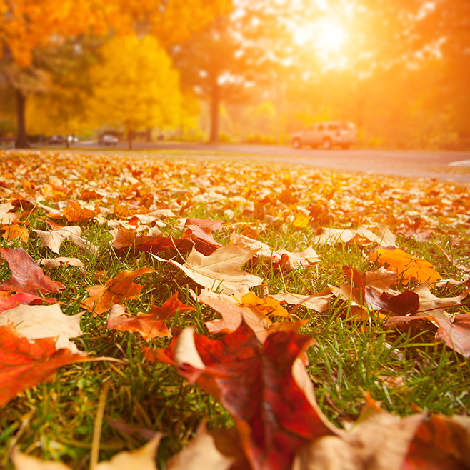 So sagst du der trüben Herbstlaune den Kampf an!