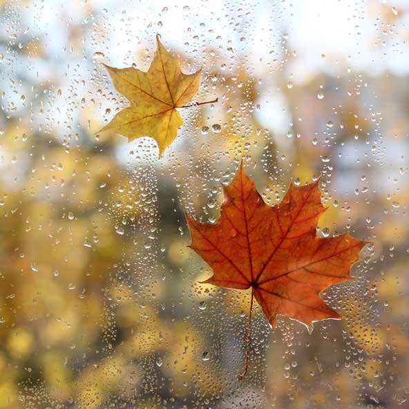 So sagst du der trüben Herbstlaune den Kampf an!