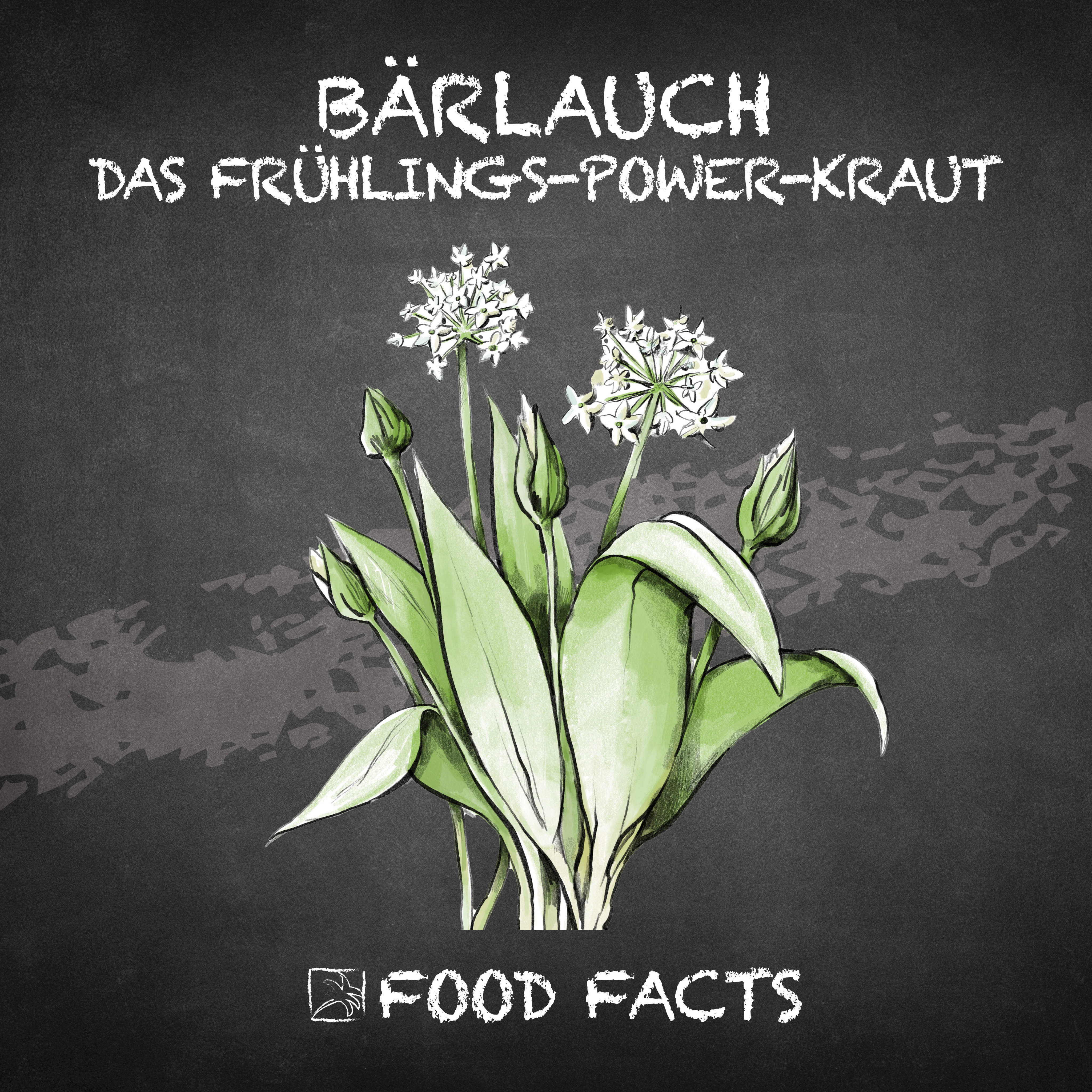 Bärlauch Food Fact